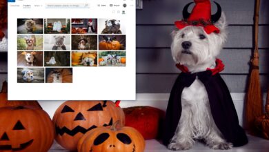 Photo of Tema Dogs In Disguise para Windows 10 (Descargar)