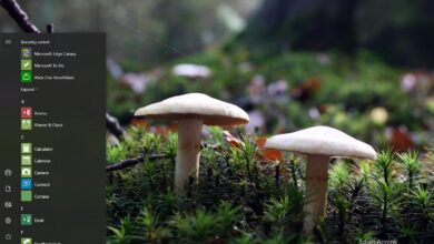 Photo of Mushroom Theme para Windows 10 (Descargar)